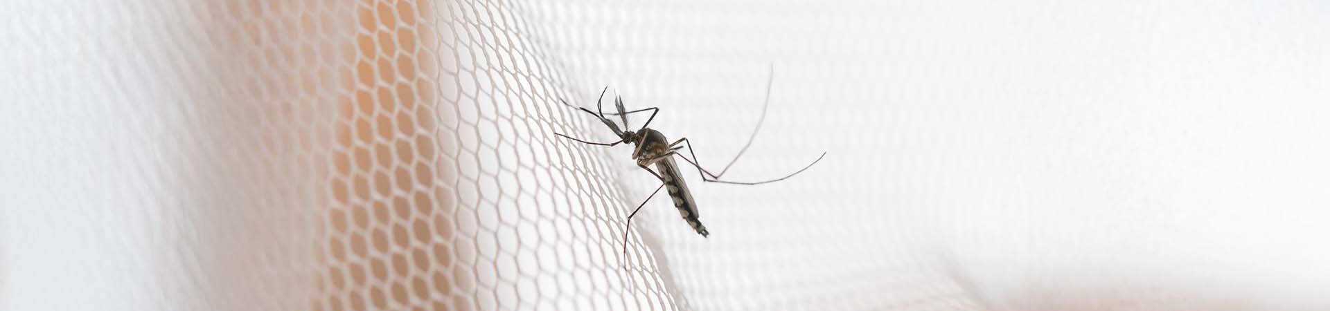 Choosing the Insect Screen: A Practical Guide