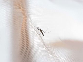 Choosing the Insect Screen: A Practical Guide