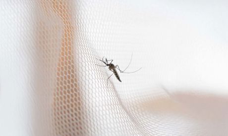 Choosing the Insect Screen: A Practical Guide
