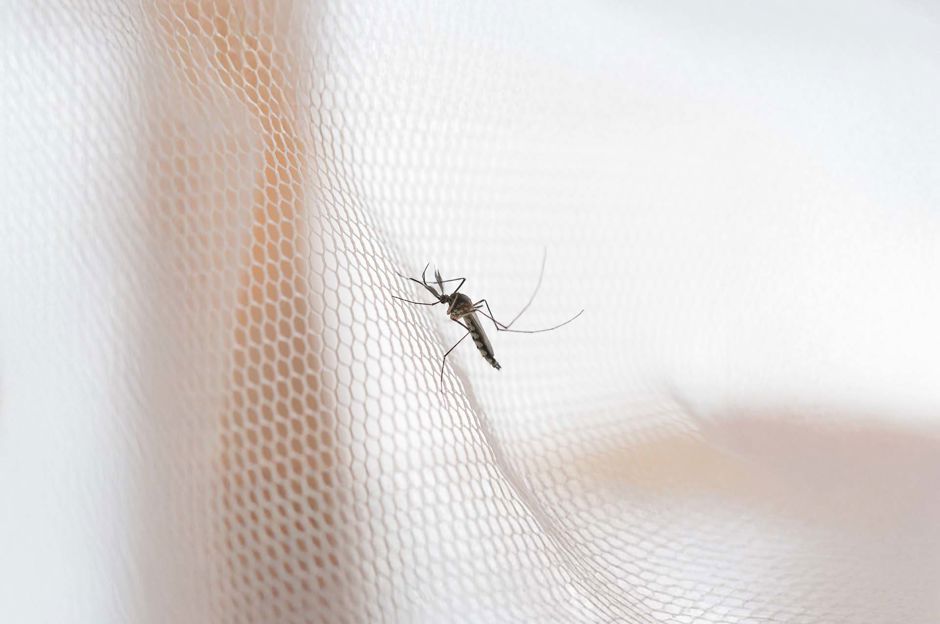 Choosing the Insect Screen: A Practical Guide