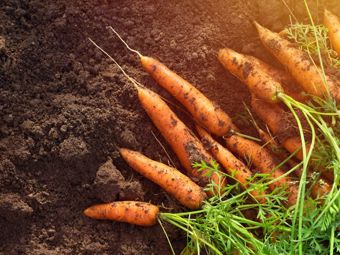 July in the Garden: What to Sow, What to Harvest and What to Watch out for?