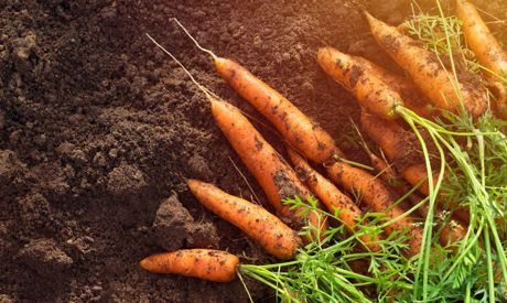 July in the Garden: What to Sow, What to Harvest and What to Watch out for?