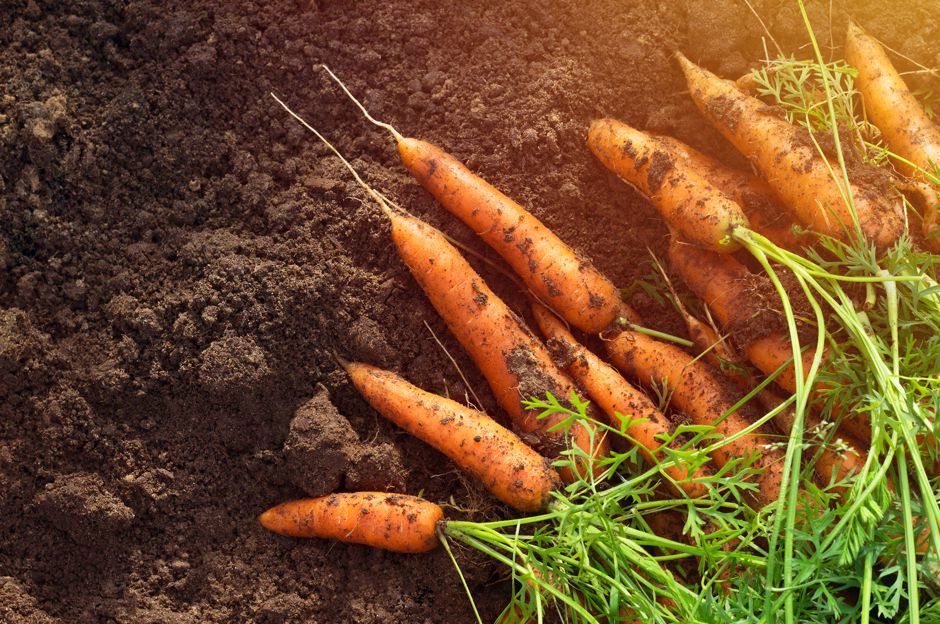 July in the Garden: What to Sow, What to Harvest and What to Watch out for?
