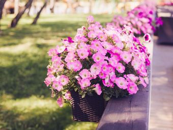 The Best Plants to Grow in a Pergola