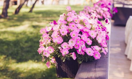 The Best Plants to Grow in a Pergola