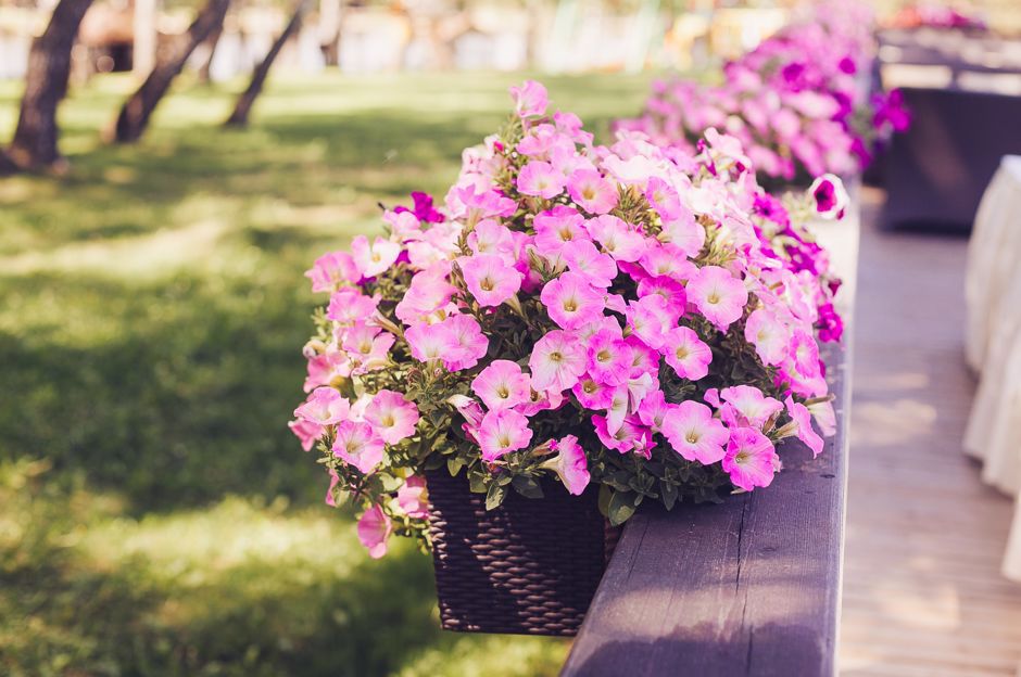 The Best Plants to Grow in a Pergola