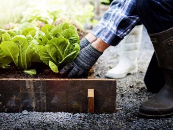 Crop Rotation: A Proven Method to Increase Yield in Vegetable Patches