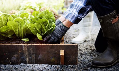 Crop Rotation: A Proven Method to Increase Yield in Vegetable Patches