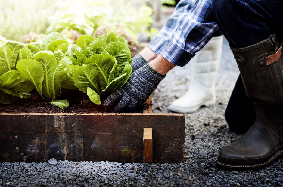Crop Rotation: A Proven Method to Increase Yield in Vegetable Patches