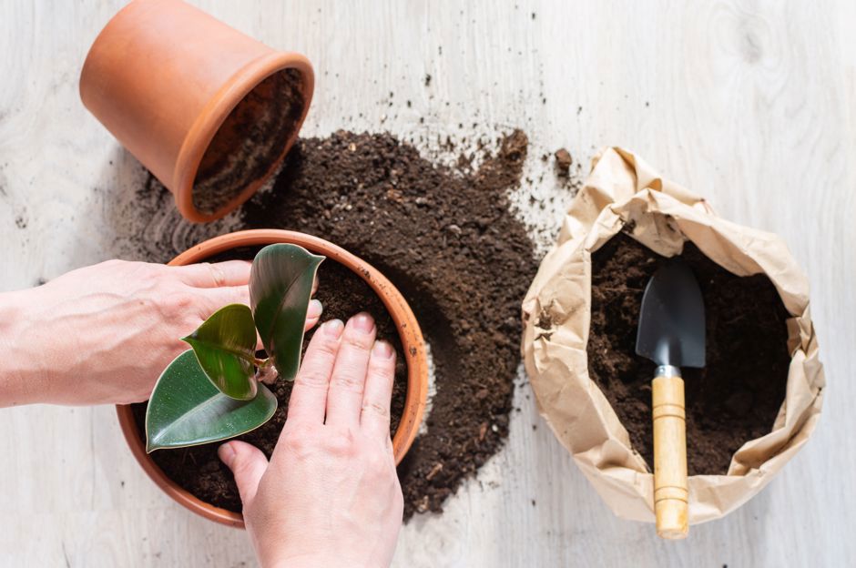 Spring repotting of houseplants