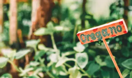 The Best Way to Prepare Herbs for Winter