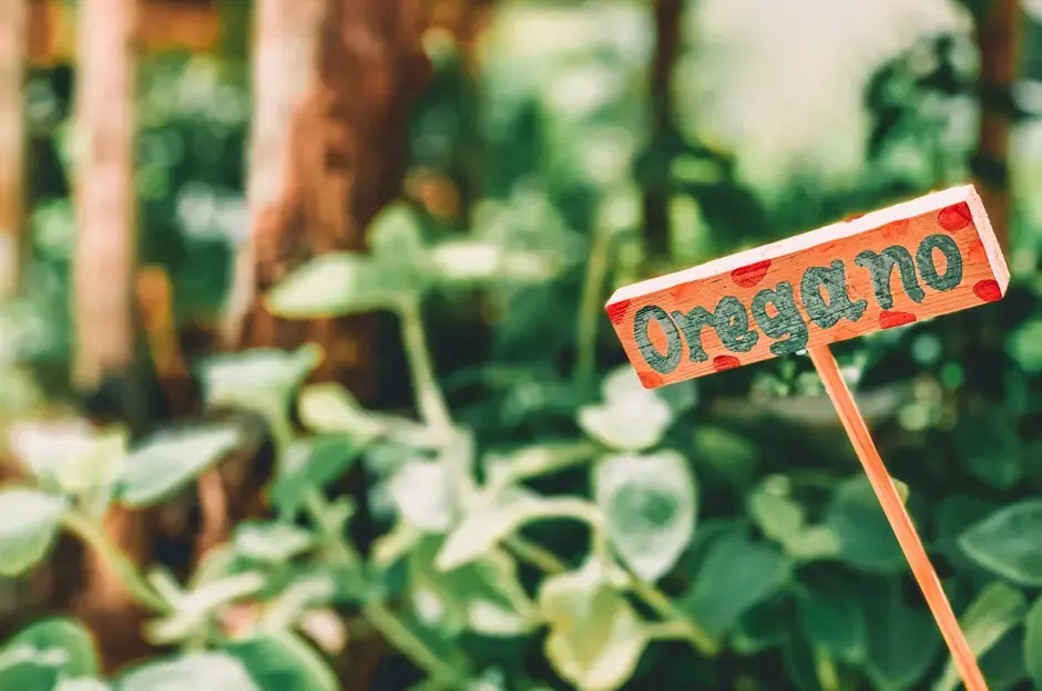 The Best Way to Prepare Herbs for Winter